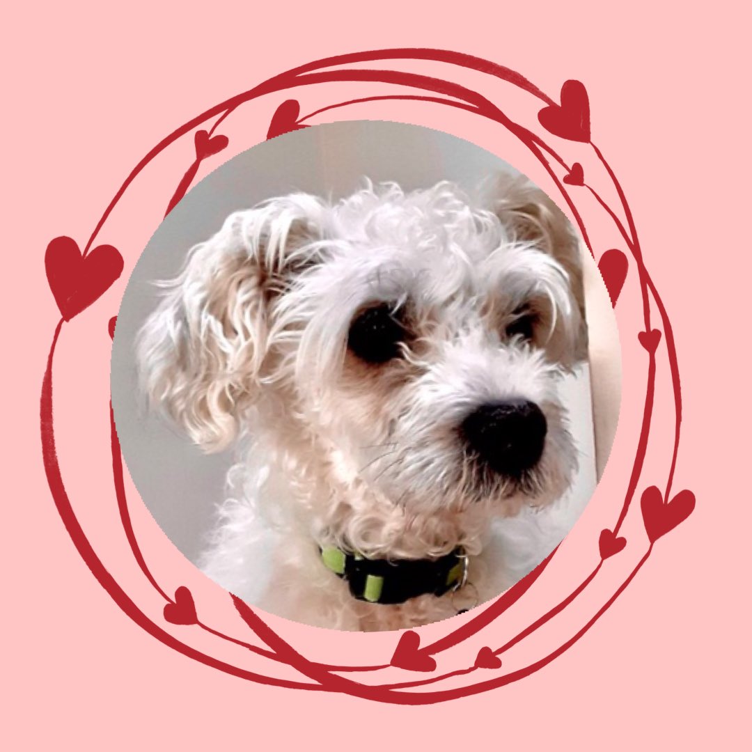 Bonaparte's Retreat (@br_dogrescue) on Twitter photo Join us Sunday at <a href="/WhitesMerc/">White's Mercantile</a> in 12 South. Meet your furry Valentine🐾💖+ meet sweet Winnie, Queen of Your Heart. {And order your own illustrated pet portrait from <a href="/eliza_rosen/">eliza rosen</a> who made Winnie’s here. Eliza is supporting our rescue pups with each purchase all February. 🙏🐾💖} Join us Sunday at <a href="/WhitesMerc/">White's Mercantile</a> in 12 South. Meet your furry Valentine🐾💖+ meet sweet Winnie, Queen of Your Heart. {And order your own illustrated pet portrait from <a href="/eliza_rosen/">eliza rosen</a> who made Winnie’s here. Eliza is supporting our rescue pups with each purchase all February. 🙏🐾💖}