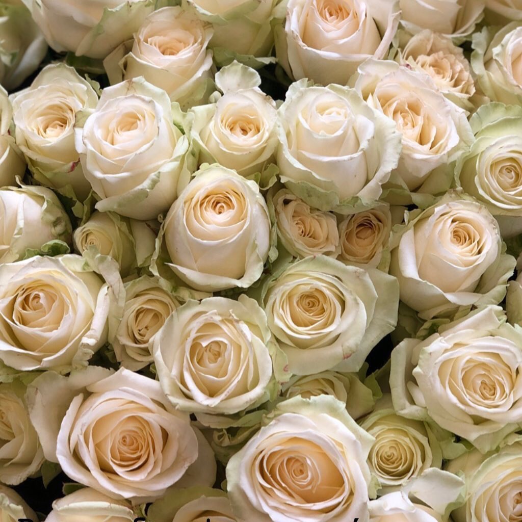 Blossom_Threads's tweet photo. Valentines Flowers!
Free Delivery to SE or SW postcodes if order by Saturday 8th Feb
Choose a carefully created arrangement
Non-rose bouquets - from £20 
1/2 dozen white/red/pink rose bouquet with foliage from £30
12 white/red/pink rose bouquet with foliage from £50 https://t.co/PmywHmFt32