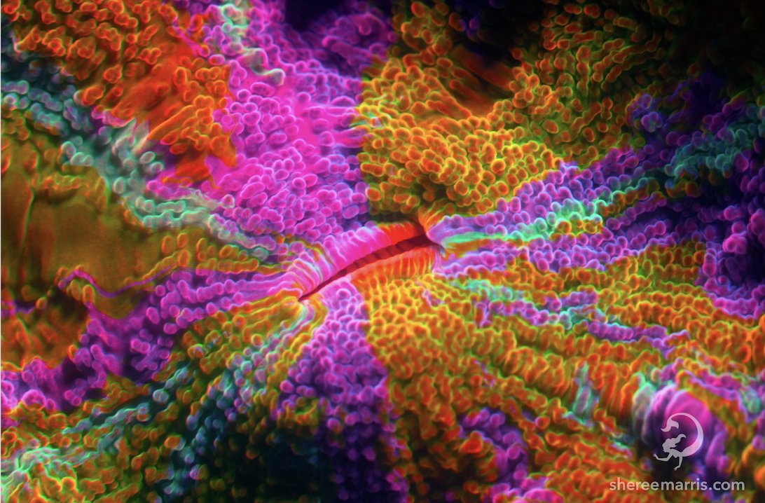 A macro photo with UV light reveals the stunning psychedelic colours of a solitary coral
