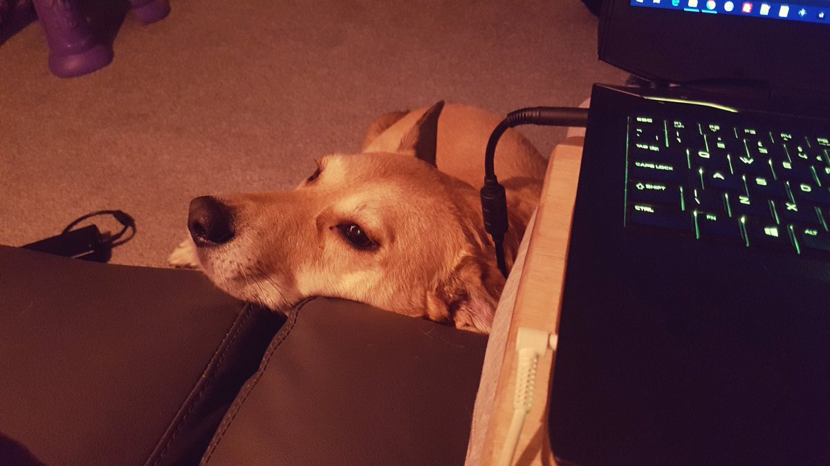 StudiosSlick's tweet photo. A dogs life when its owner spends all night working through the labyrinth that is the console error log #unity3d #indiedev #gamedev https://t.co/Ag5ZumQHme