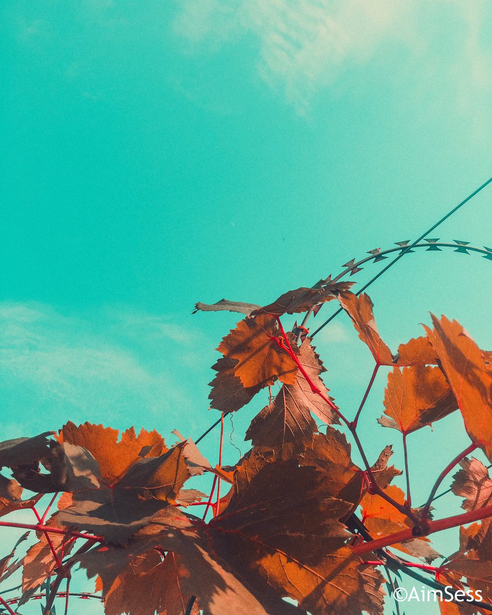 Aime_sess's tweet photo. 🍁✨ https://t.co/nKFKVyNs1q