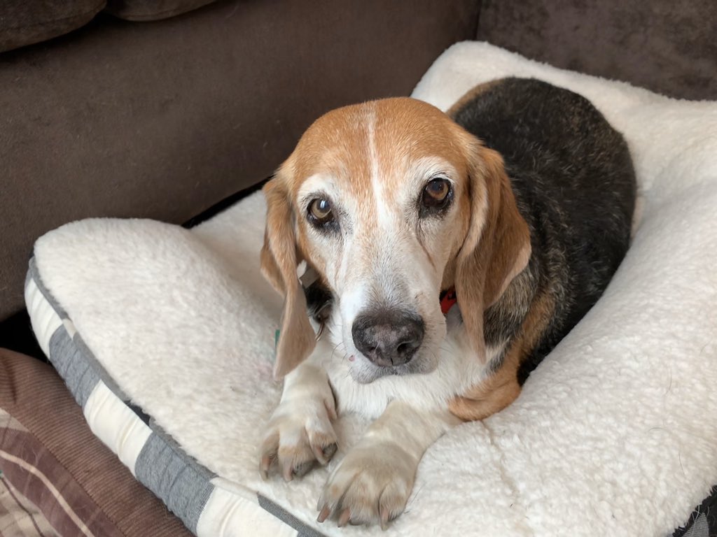 LunaDAmore tweet media