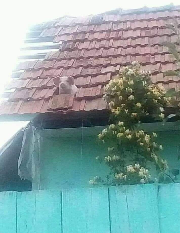 khaferreira_'s tweet photo. O porco vendo que só faltam 13 dias. Te prepara faquista #vemFAC #aAaaA #amem 💜🙏🤹🏼♀️🥳 https://t.co/czW8mzJoBi