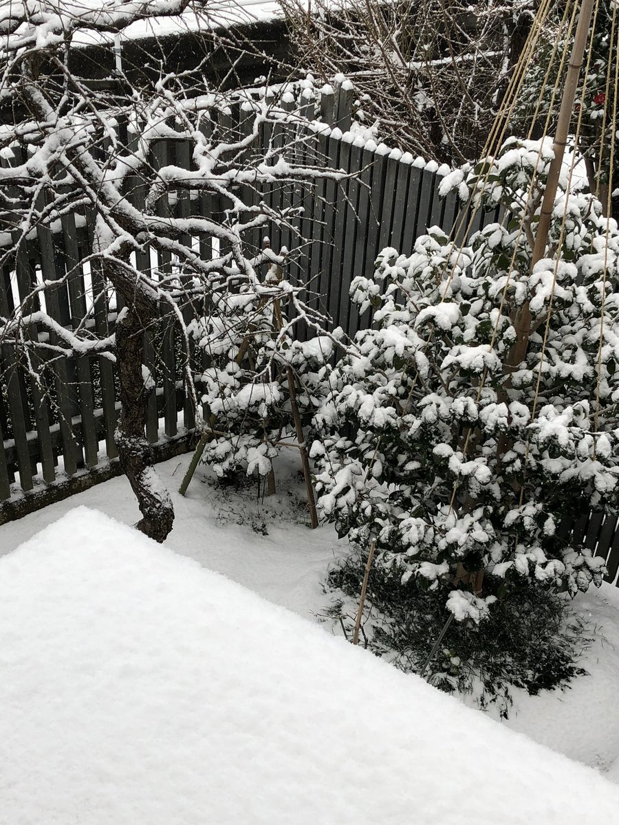 今朝は雪景色。
やっと冬だという実感。 