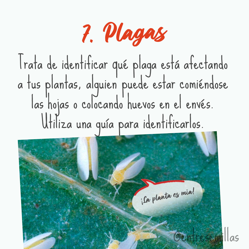 Entresemillas's tweet photo. https://t.co/qKaS2VKCRf