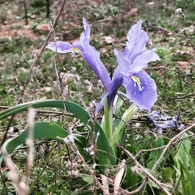 The irises to go with the almonds. #spanishflowers #instaflower #instagood #instaflowers #irises #spanishflowers #campo #iris #purpleflowers #spain #getoutdoorsmore #getoutdoors ift.tt/2UCTUti The irises to go with the almonds. #spanishflowers #instaflower #instagood #…