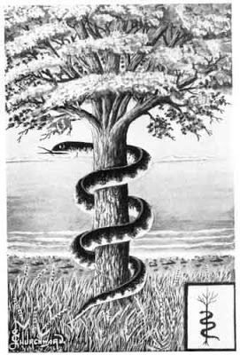 Atlas was punished by Zeus to hold the celestial sphere on his shoulders until the end of time.He had seven daughters who spent their days dancing around the Tree of Life and its golden apples of immortality guarded by a serpent http://www.atlanteanconspiracy.com/2008/07/atlas-33-tree-of-life.html