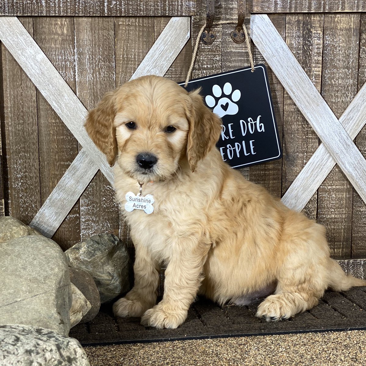 sunshine acres goldendoodles