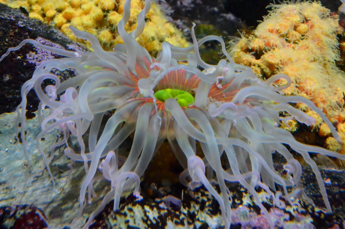 新潟市水族館マリンピア日本海 در توییتر ミドリイソギンチャク 潮風の風景 刺胞動物門 花虫綱 イソギンチャク目 ウメボシイソギンチャク科 体壁径3 7 北海道 九州の岩礁潮下帯や潮間帯 体壁に鮮緑色の疣 淡紅色又は緑黄色の96触手を持つ 日本固有種 新潟市水族館マリンピア日本海 در توییتر ミドリイソギンチャク 潮風の風景 刺胞動物門 花虫綱 イソギンチャク目 ウメボシイソギンチャク科 体壁径3 7 北海道 九州の岩礁潮下帯や潮間帯 体壁に鮮緑色の疣 淡紅色又は緑黄色の96触手を持つ 日本固有種