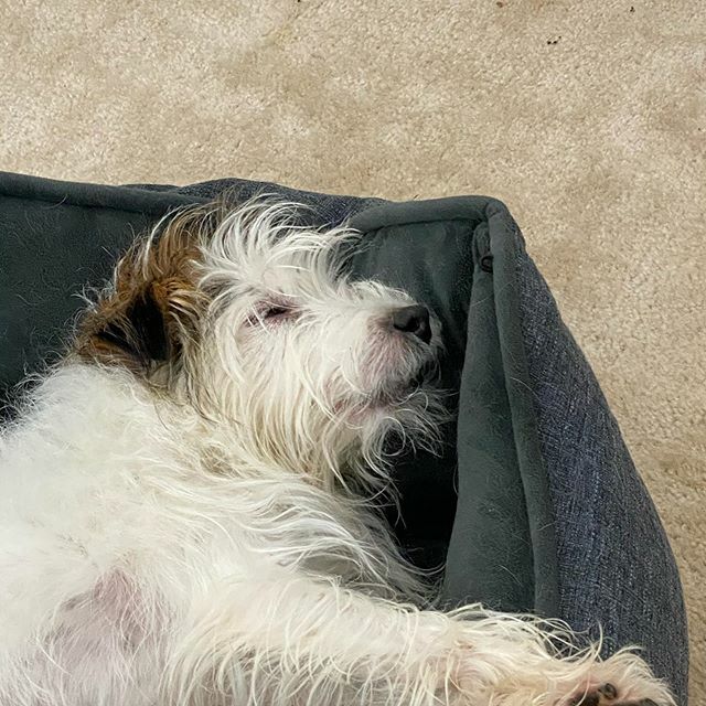 She turns 12 this year. She still acts like a puppy the vast majority of the time, but sometimes she subscribes to the “power nap and rally” philosophy. #dog #dogsofinstagram #jrt #jackrussellterrier #jackrussell ift.tt/2w30j6X