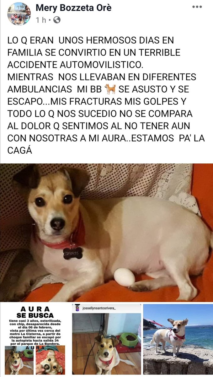 divacofi's tweet photo. #SeBusca #Aura #terrierchileno #perdida #lacisterna #parquelabandera #compartir @Terrier_Chileno @carolinapinoc @KathySalosny @bartorell @marceloroldancl https://t.co/jXTqH1mVOZ