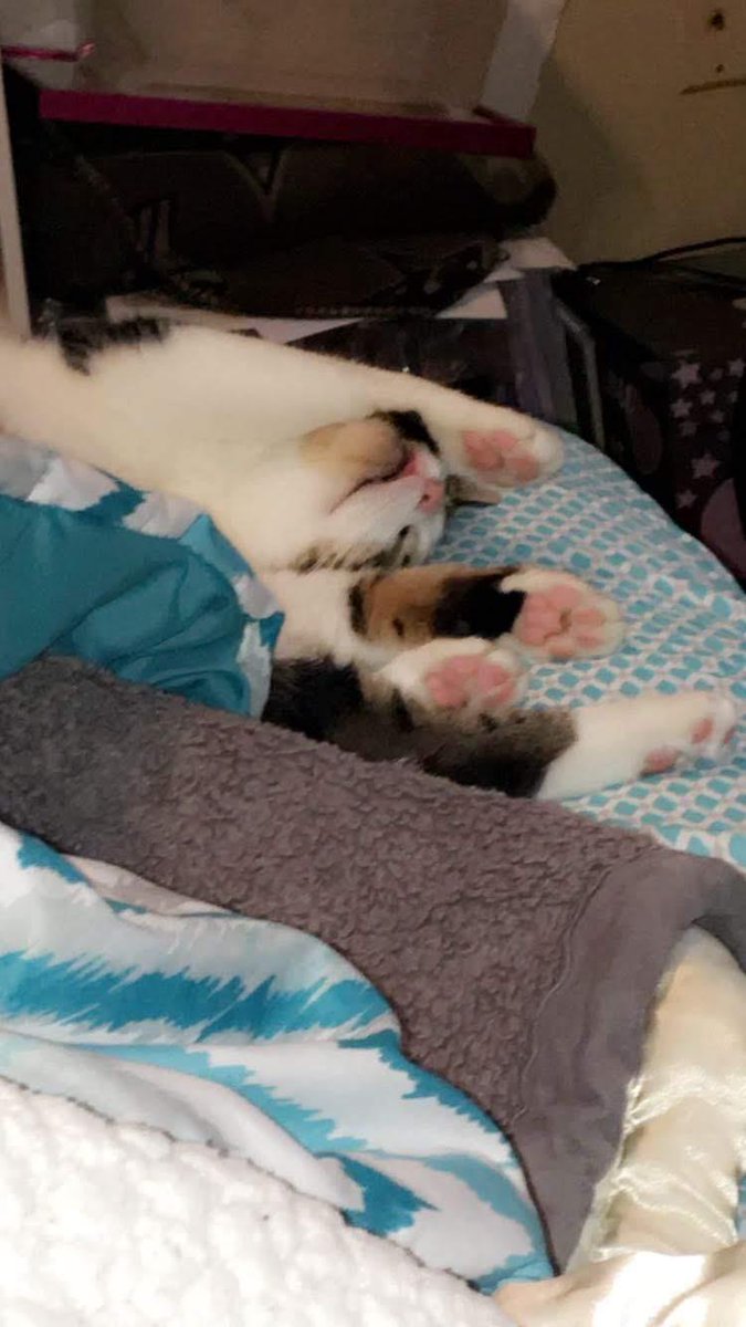 MmamaLlama6's tweet photo. Not happy AT ALL...and look at those bubblegum #squishbeans w lips to match...such a Diva ๐น ๐๐Prada #CatsOfTwitter https://t.co/QzrDT1tXOZ