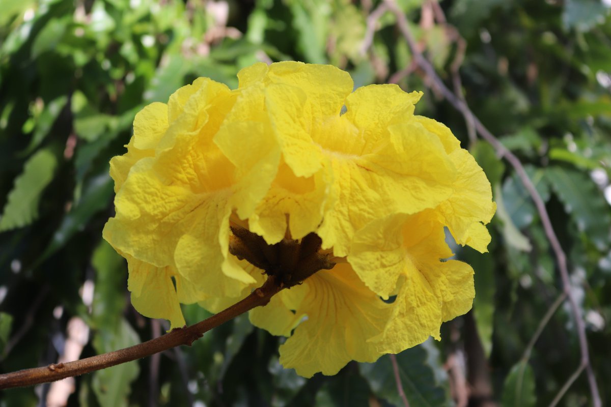 咲くやこの花館 パッと目を引く色鮮やかな こちらの花は コガネノウゼン です 原産地のブラジルでは イペー と呼ばれており ブラジル の国花にもなっています 是非 熱帯花木室にてご覧ください イペー ブラジル国花 咲くやこの花館