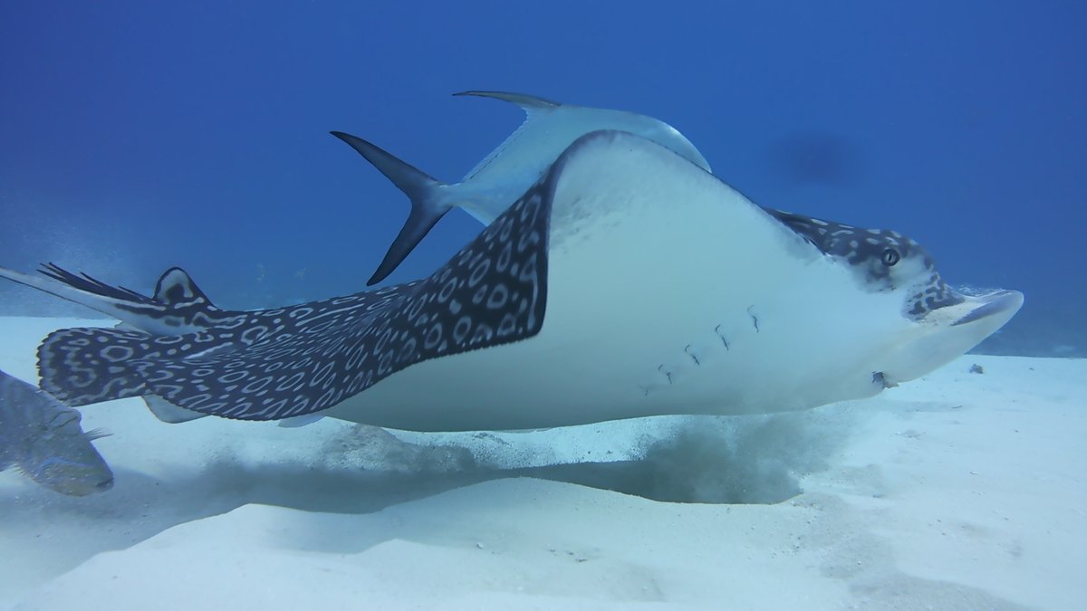 DiveParadise_Cozumel tweet media