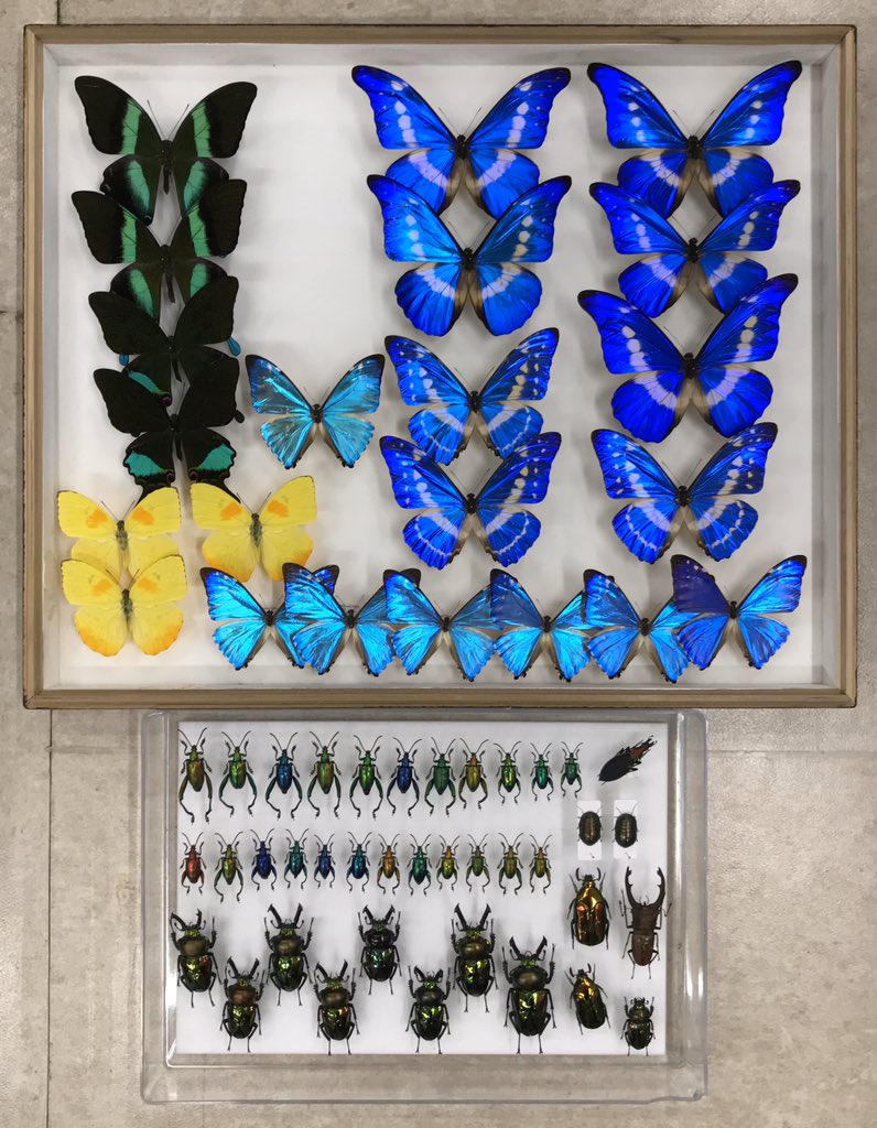 まむし2匹の乾燥品 標本 まむし2匹の乾燥品 標本 【公式通販】