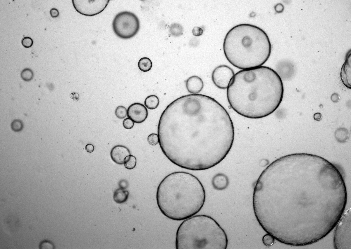 Dr. Stephanie Campbell tweet media