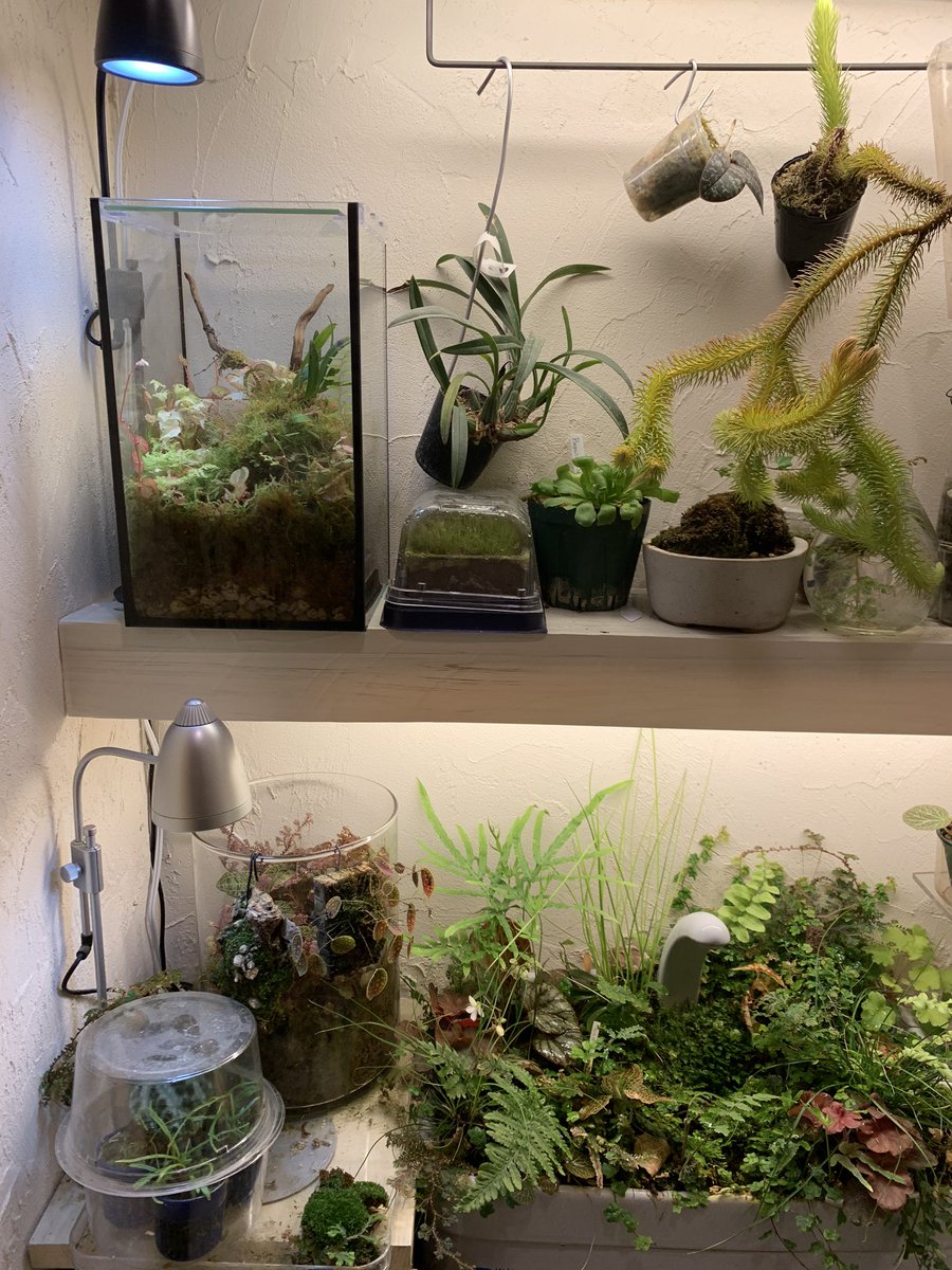 Tsuchiya Satoru つっちー おは トイレリウム だんだんナゴランが香ってきてトイレがいい香り 普通の ナゴランはややシナモンぽくて 黄色い方 左 はちょっと柑橘系の香り