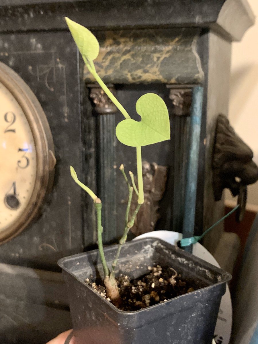 GrayFeist's tweet photo. My little #pipevine “woke up.” Aristolochia durior (#DutchmansPipe) is the caterpillar food plant for #PipevineSwallowtails. https://t.co/uctP5knNn4 #pipevineswallowtail #butterflygarden #butterflygardening https://t.co/1s34wDNz4d