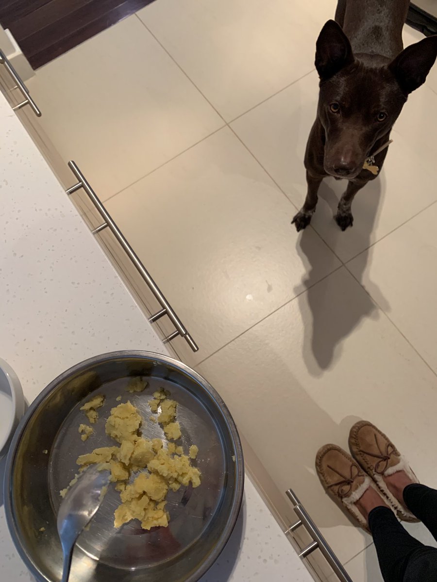 Azumi Ashley L マインド起業準備 On Twitter もうっ 冷たいサツマイモあげたら 食べないし レンジで温めてあげ直すという 人間化が止まらない我が娘 リリー リリー 人間化 グルメ犬 ハイメンテナンス 手がかかる