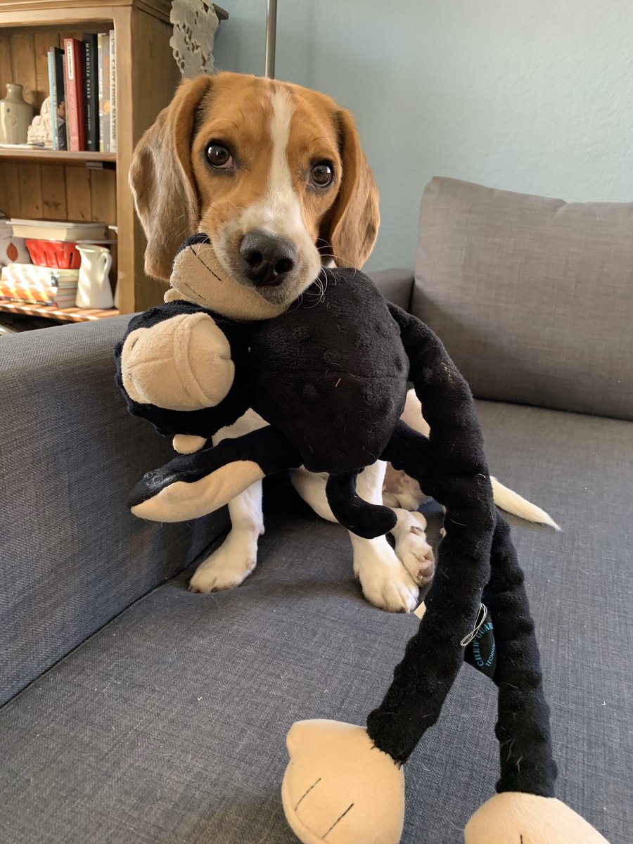 tiffanyjoy_10's tweet photo. I was nominated by @BekiHughes to post #7PhotosOfMyLife ... And in the words of @JenniferBuck65 “yada, yada, yada” ...
#RulesAreHard #AllThePicturesInOneDay #ITakePicturesMostlyOfLazlo 😬🤷♀️ https://t.co/ss1WTF4490