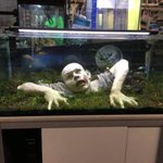 怖すぎ!どんなに綺麗な魚が泳いでいても癒されない水槽レイアウトが発見される!