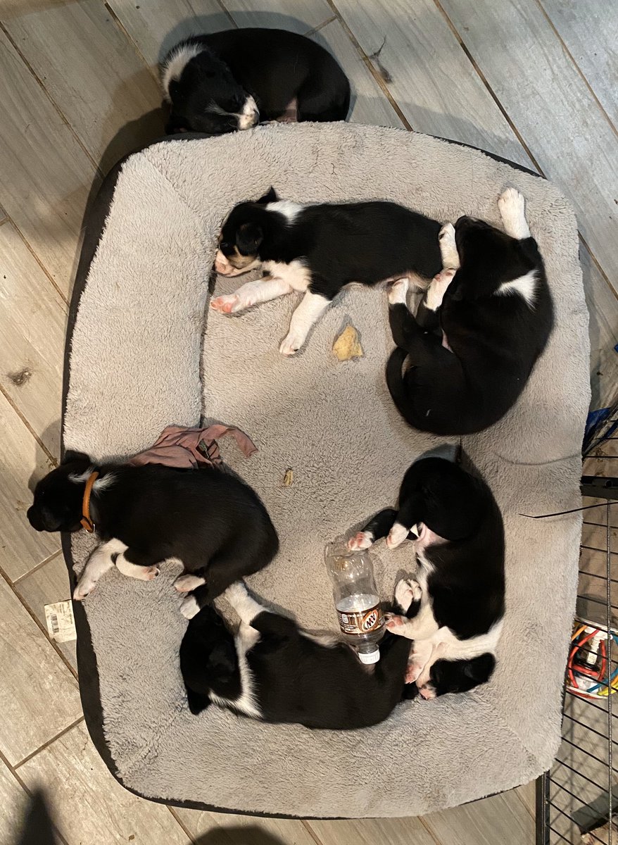 AZStockDogs tweet picture