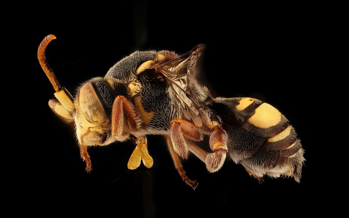 usgsbiml's tweet photo. First MD record for Nomada erigeronis. This male was found by Gene Scarpula on traps set on a dredge spoil island in the Chesapeake Bay. Since it’s a man made island created 20 years ago, this means it had to fly over 2 miles to get to that island. Build it and they will come https://t.co/GpP0OBBbT9