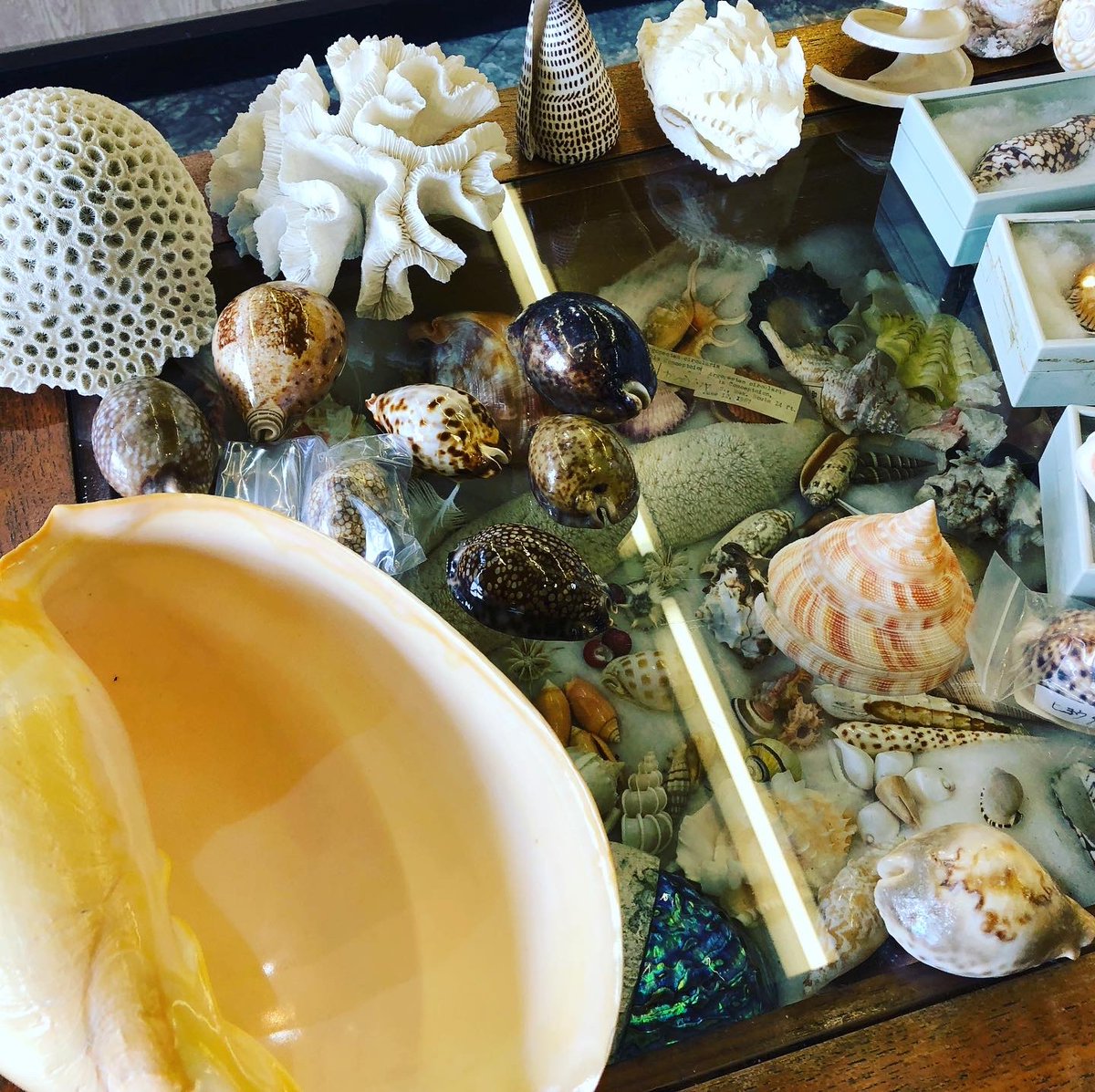 亡くなった祖父の 貝コレクション整理してたら やばい高級な貝が出て
