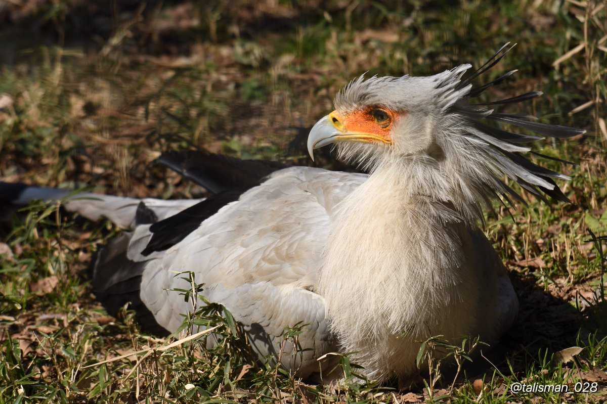 Talisman على تويتر 美しい立ち姿の方がよく注目されますが ヘビクイワシ様のお座りスタイルはとっても可愛いのです W ヘビクイワシ 千葉市動物公園