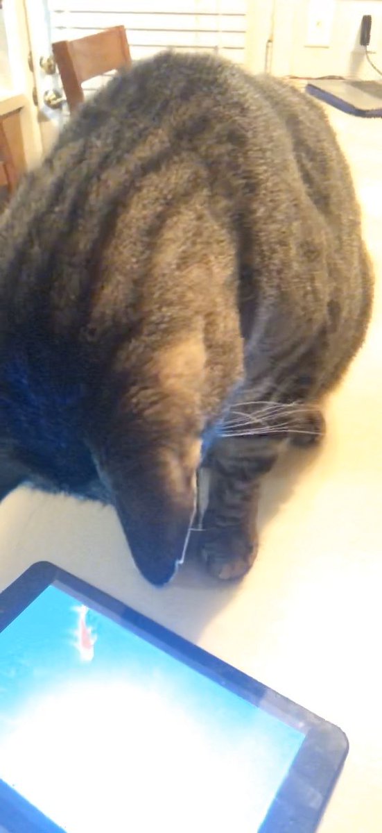 JordanFuselier's tweet photo. Face timed my mom tonight and she was showing me all the screen savers that she used to entertain our cat https://t.co/UdMLrGxvyU
