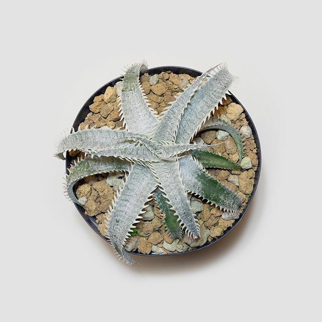luxplants's tweet photo. new arrival
Dyckia marnier-lapostollei selected clone https://t.co/A4xCAdZfVo https://t.co/REehQdBAlr