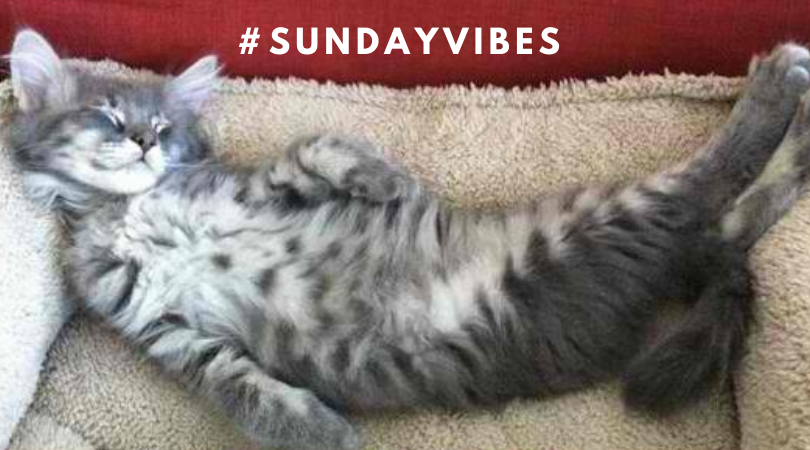 PolyPipe_Aus's tweet photo. Time to relax.

We're back in the office tomorrow from 7:30am.

#sundayvibes https://t.co/j0vAlaFhXi