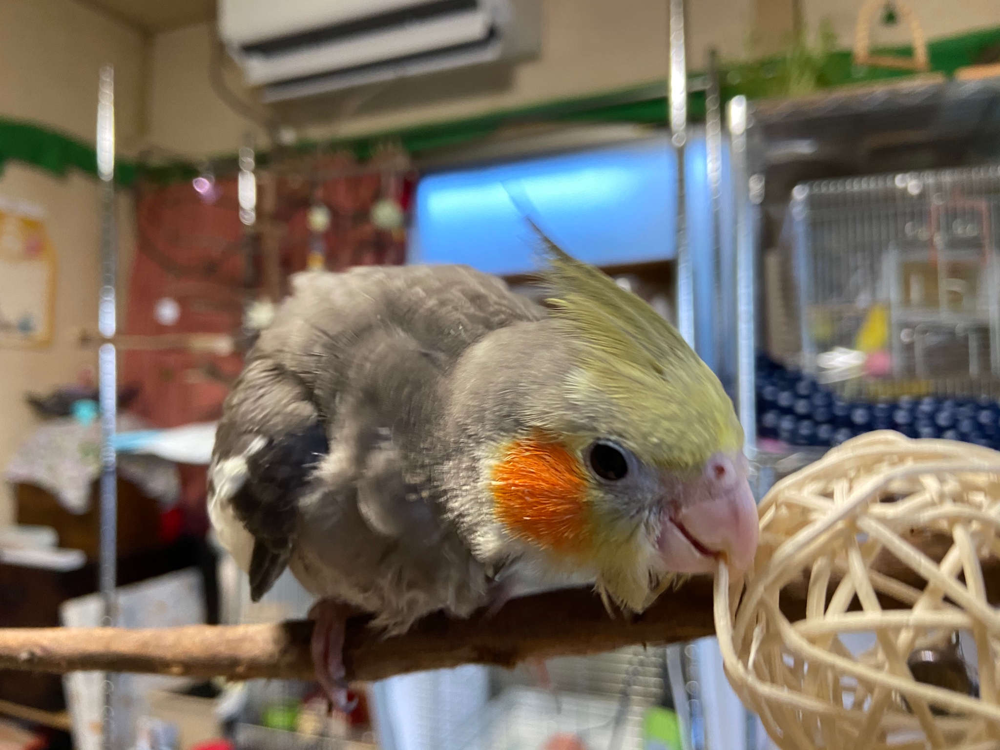 キイロノインコ なんでスマホに向かってくるんだろうね みんなもそうでしょ そんでガジガジするのよね オカメインコ 噛み癖