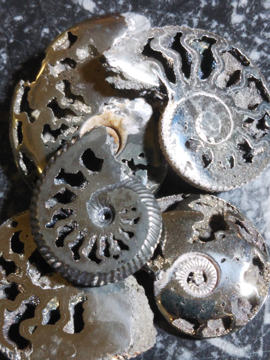 人気絶頂 送料無料 特殊石材 ブラックパールの貝殻化石入りの石の表札 ちょっとした贅沢ですね わけあり並の激安価格 R4urealtygroup Com