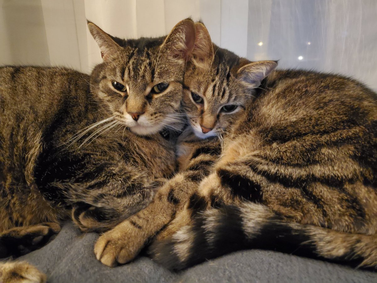 KQscholar's tweet photo. @HazelMonforton Also, indoor kitties live nearly twice as long as their outdoor counterparts. These two are young by indoor cat standards. They both started live outside, though, and wild probably be dead by now if I'd left them out there because that's just how outdoor cat life is. #IndoorOnly https://t.co/oD9rCA4XjD