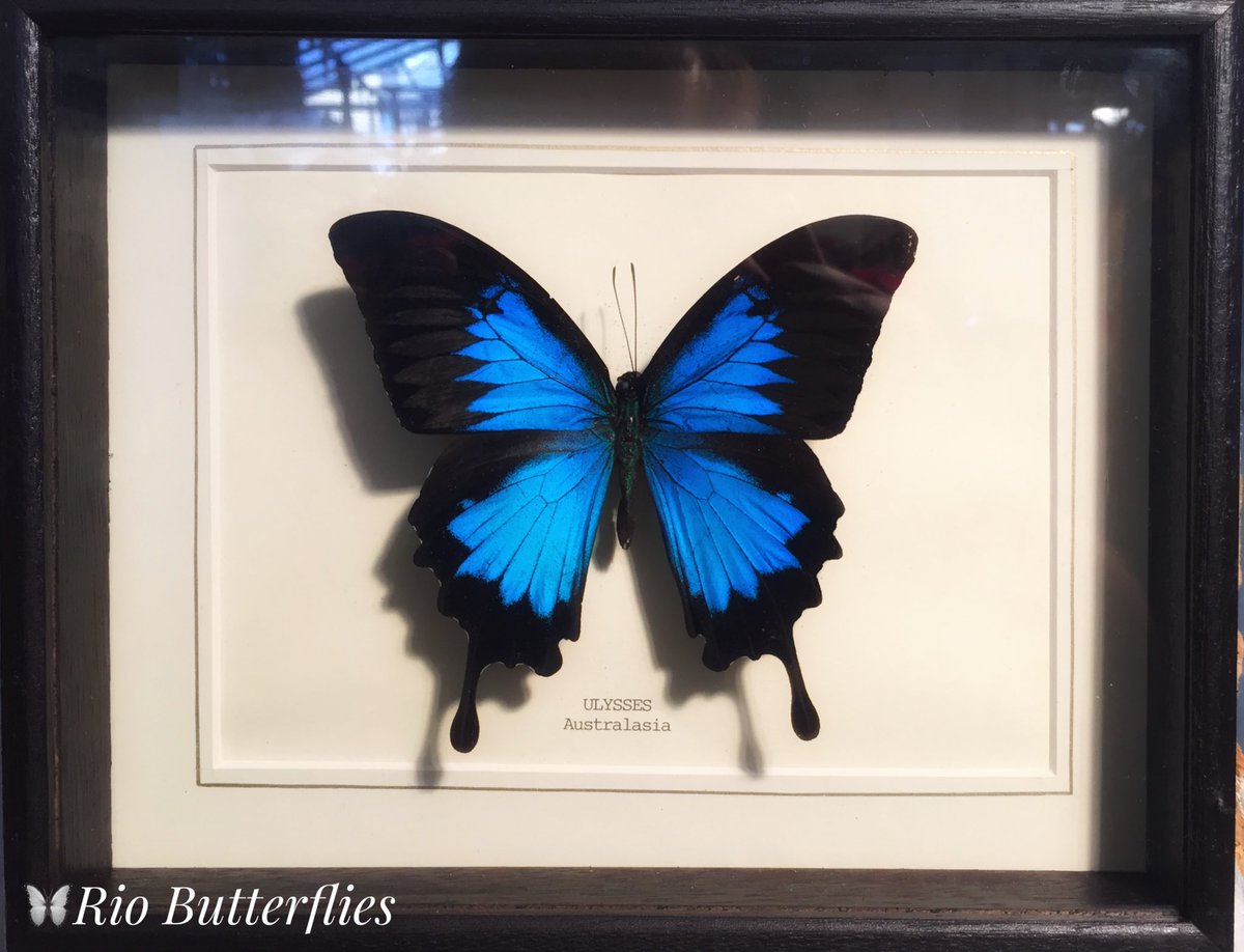 In #London and not sure what to do? Despite the weather, we are open as usual at #JubileeMarket in #CoventGarden. Come see our #HandMade real #Butterfly, #Moth and #Insect frames. Perfect #Valentines gift for that special someone!