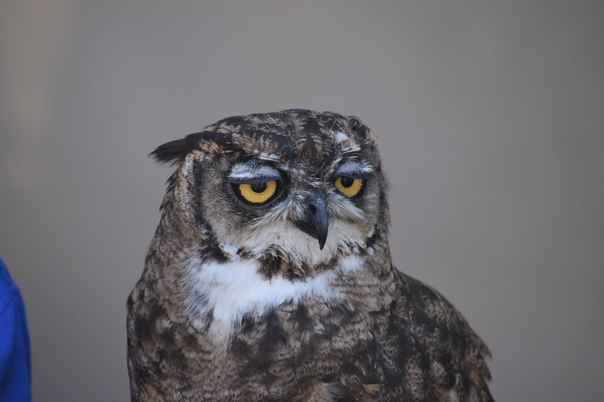 サイコロ A Twitteren とにかく眠そうな顔してた 埼玉県こども動物自然公園