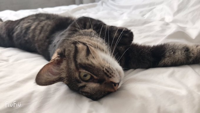 コスプレイヤーくろはのTwitter画像49