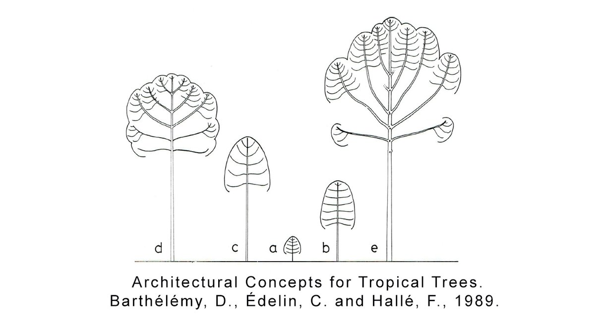 Arboritecture's tweet photo. - Architectural concepts for tropical trees -
Barthélémy, D., Édelin, C. and Hallé, F., 1989.
https://t.co/pelyt3wvic

Raw text:
https://t.co/ZoK3KIH2RU https://t.co/tLMNkXNfZx