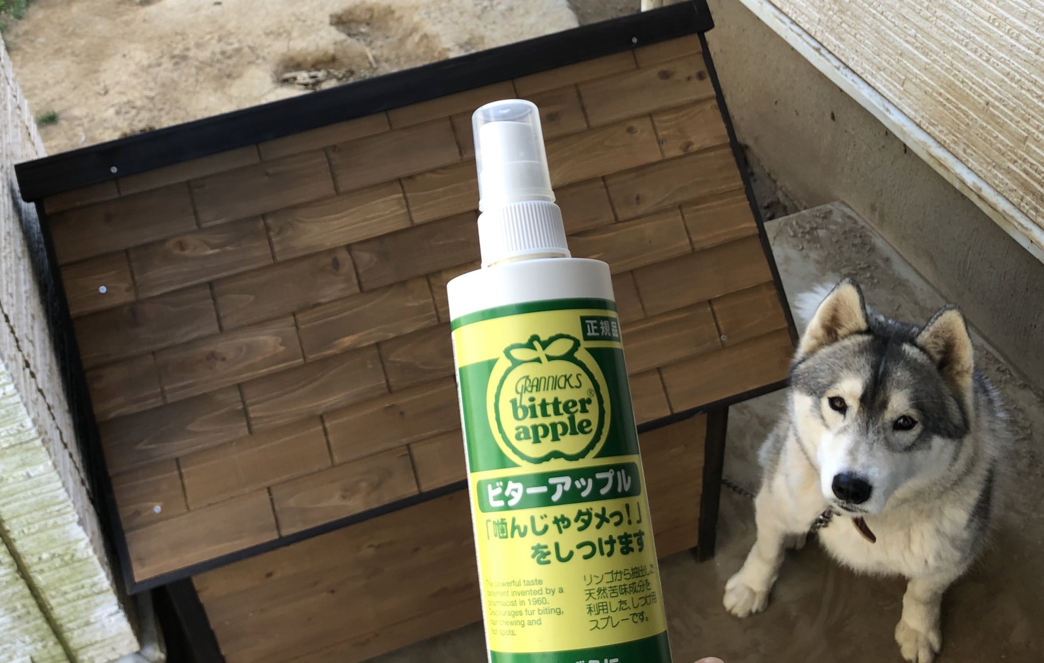 はつうりうこ いい話 と悪い話 新しい犬小屋の買い替え ビターアップルしみしみなの 再犯防止 T Co Ad7lgkwzio Twitter