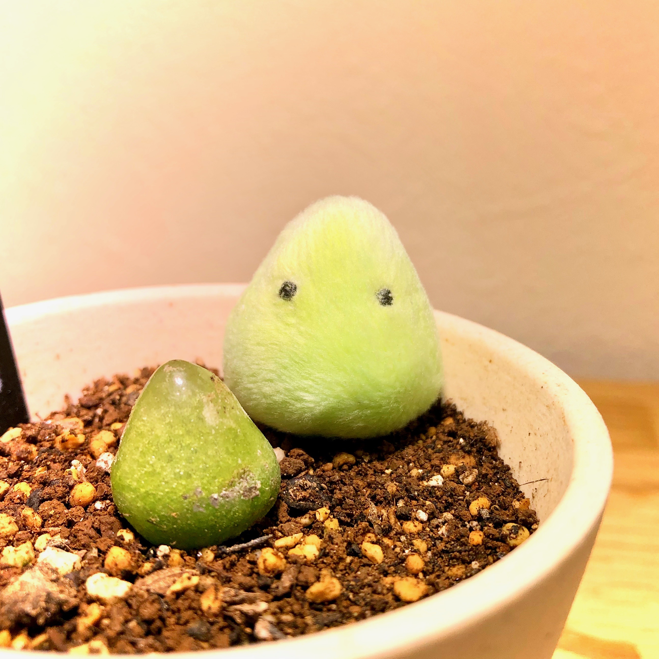 تويتر よこみぞゆり على تويتر ブルゲリちゃんぬいぐるみを作りました コノフィツム ブルゲリ 生ける宝石 と言われている つやぷるグミみたいな多肉植物 T Co Lnzstoymju