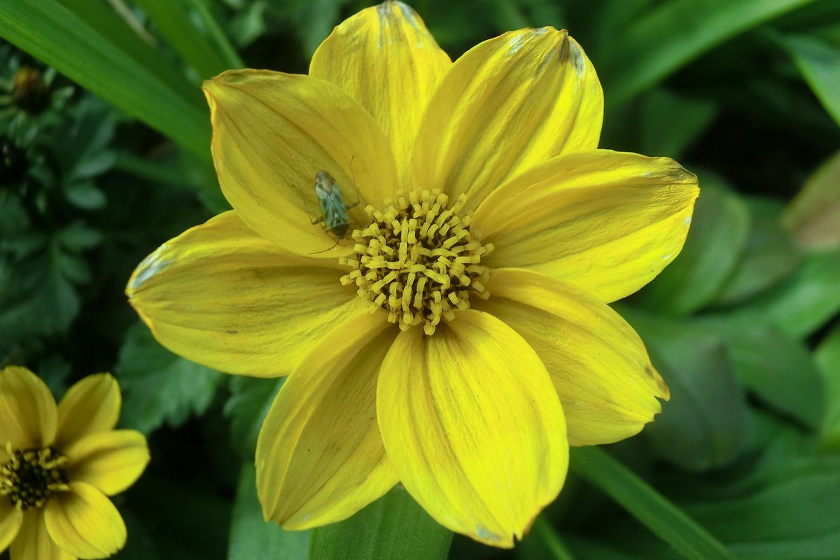 ウィンターコスモス