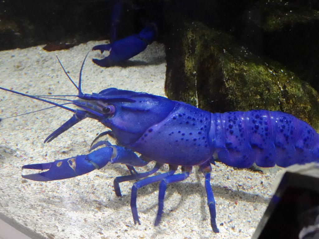 鳥羽水族館には 青い絵の具で塗ったみたいなザリガニがいて衝撃 二度見した 茹でるとどうなるの 公式さんが実際に茹でてみた Togetter