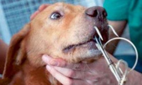 auch62jc's tweet photo. Touristes , n'allez plus en vacances dans les pays qui utilise des chiens et chats comme appâts vivant pour la pèche aux requins https://t.co/H8LQxLKwj2