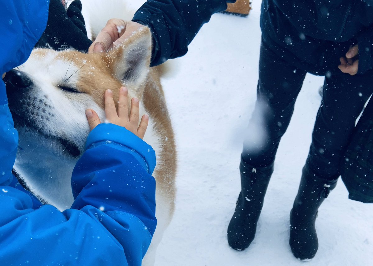 犬っこまつり 犬っこまつり