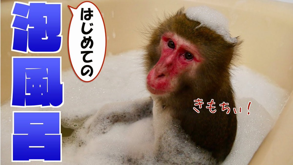 ট ইট র プーキーズ 動画公開 かわいいかよぉぉぉぉ 超かわいいw お猿のカイくん はじめての泡風呂に大喜び T Co Mlgwxnuhfw