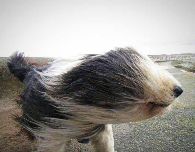 #Ciarastorm #codeoranje #Ciara #storm #wind #windy #weer #binnenstebuiten.