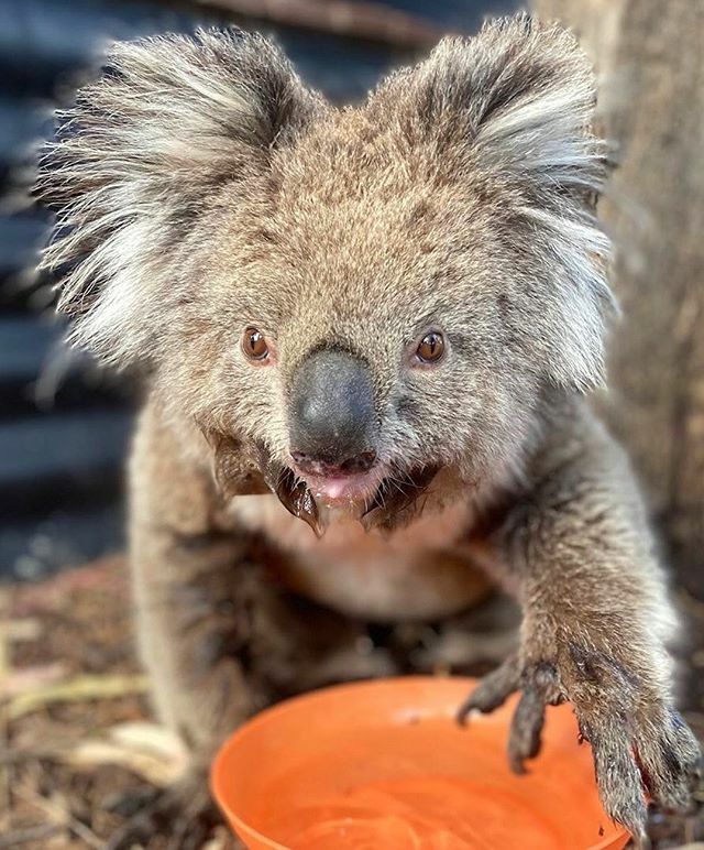 TheFramesUltra's tweet photo. It’s thirsty work wearing a fur coat in summer, and when recent visitors to Renmark @the_maats_journeys stumbled across this beautiful young lady, she was only to happy to accept their offer of a cool drink in the shade. With our villas being surrounded … https://t.co/5ryazQME0R https://t.co/aZ6TSOWIjL
