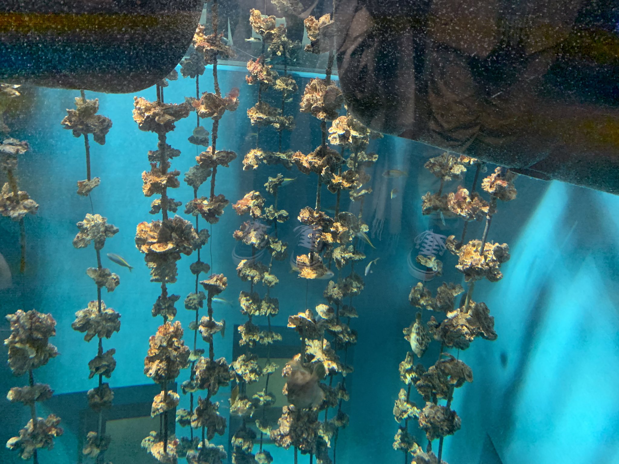 珠音 ｽｲﾝ 宮島水族館 太刀魚飼育してるし 牡蠣筏はあるし アナゴめっちゃいるし 写真撮る暇無かったけど 牡蠣打ち体験させてもらって 私もう牡蠣の殻剥ける T Co G0mpskay0k Twitter