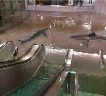 StansaidAirport's tweet photo. Please don’t use the escalators to the Food Court. No reason. #StormCiara https://t.co/1HJo3o5my4